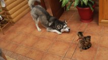 Husky dog trying to make friend with a cute kitten!!
