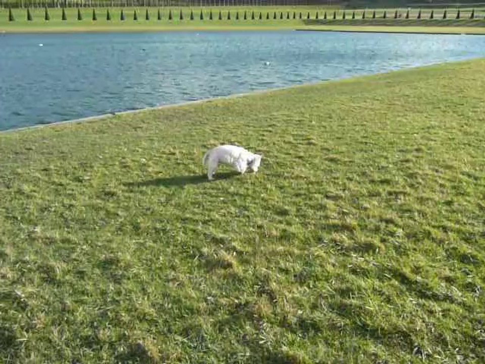 April et le cygne