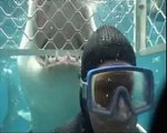 Un grand requin blanc mord une cage de plongeurs
