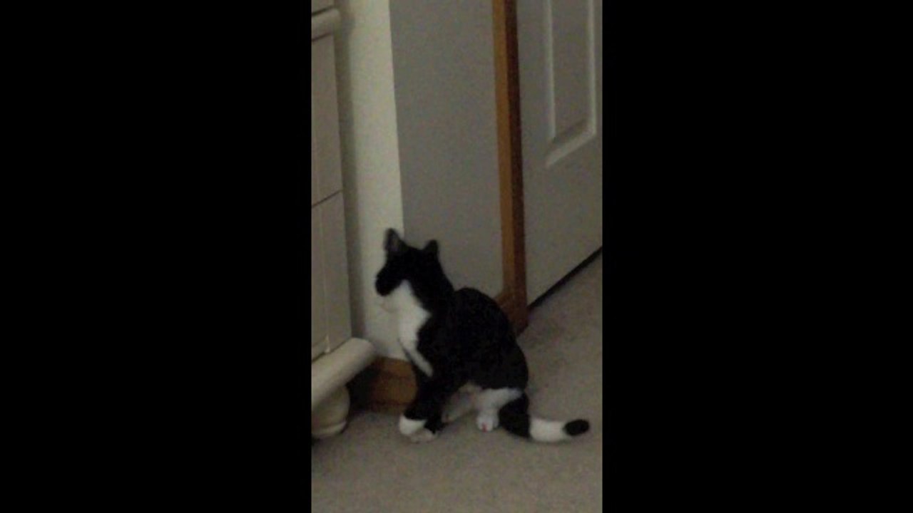 Heath Detweiler silly kitten
