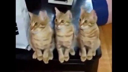 Cat on other animals...must watch this funny video