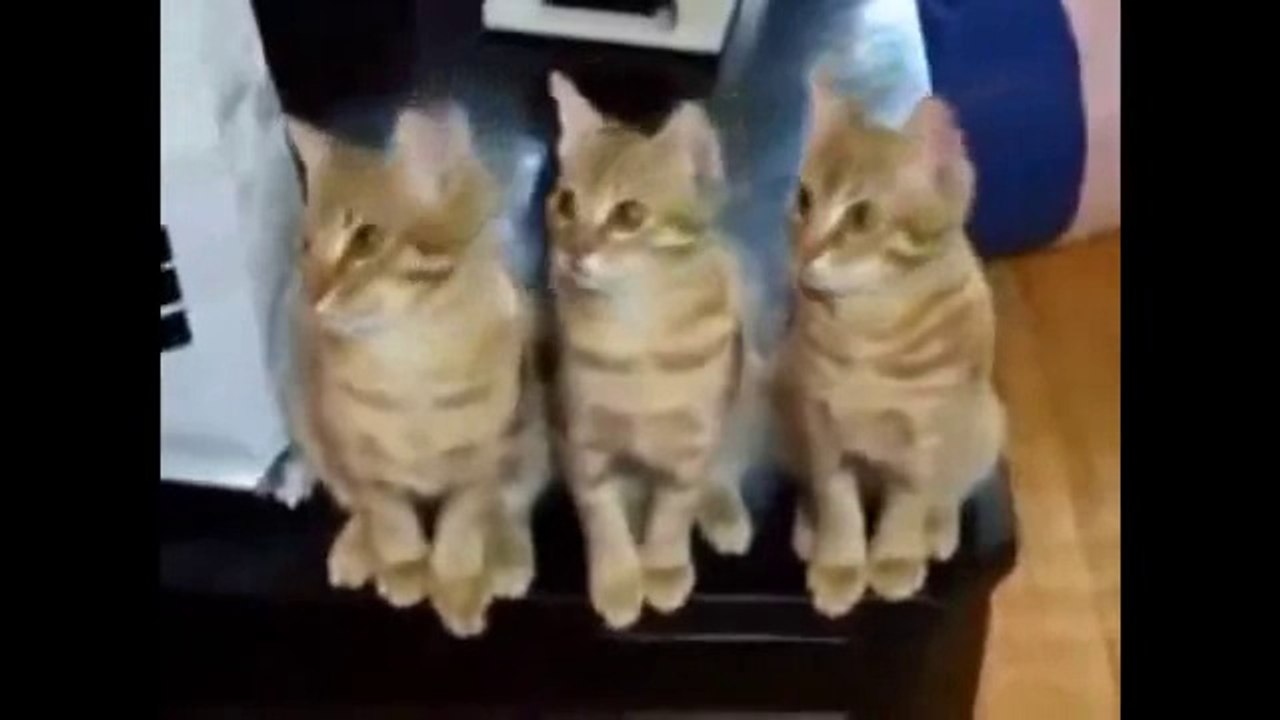 Cat on other animals...must watch this funny video