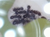 Pain à fourmi ou larve ?