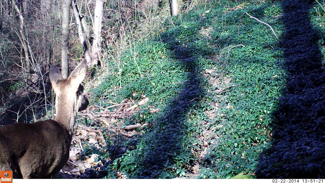 Au plus près de la chevrette aux aguets
