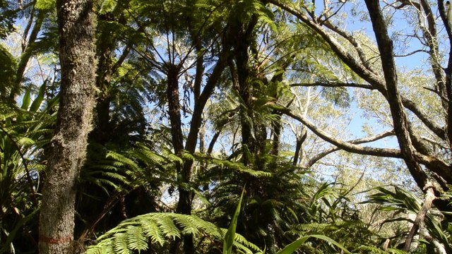 _DSC3139 Ile de la Réunion, forêt de Bélouve chants bulbul Réunion 'merle pays'