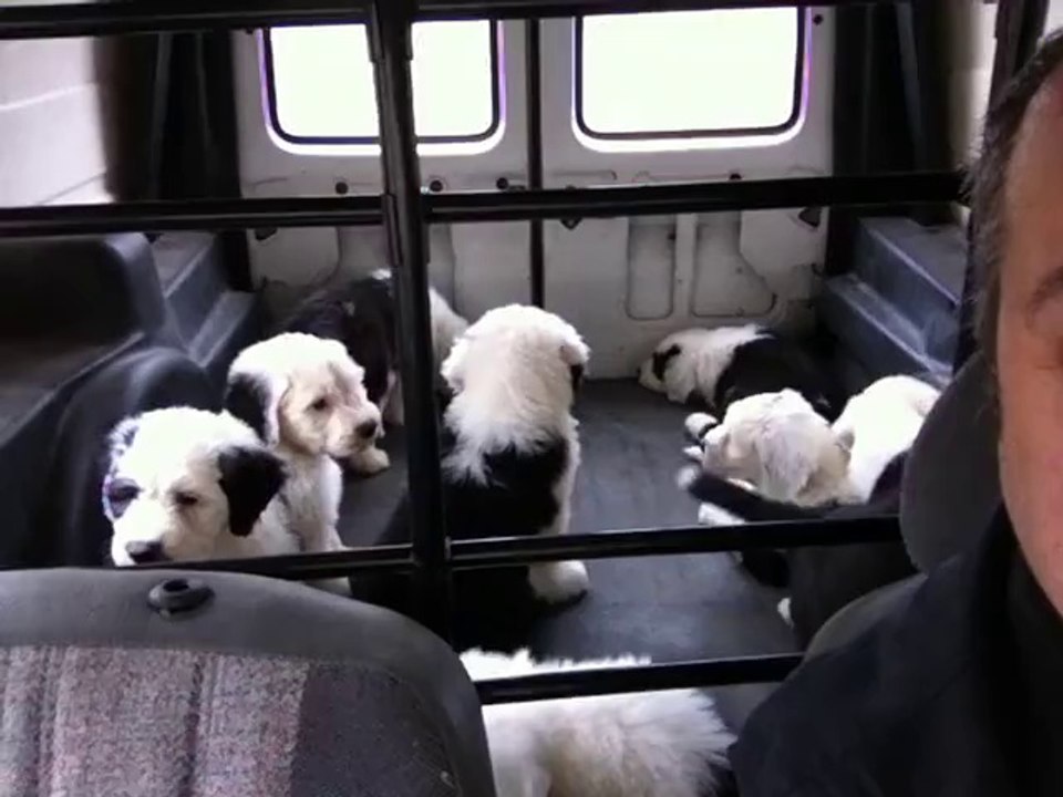 Les bébés font de la voiture.