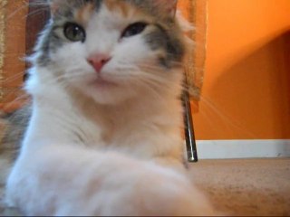 Joe Frawley...Meditation