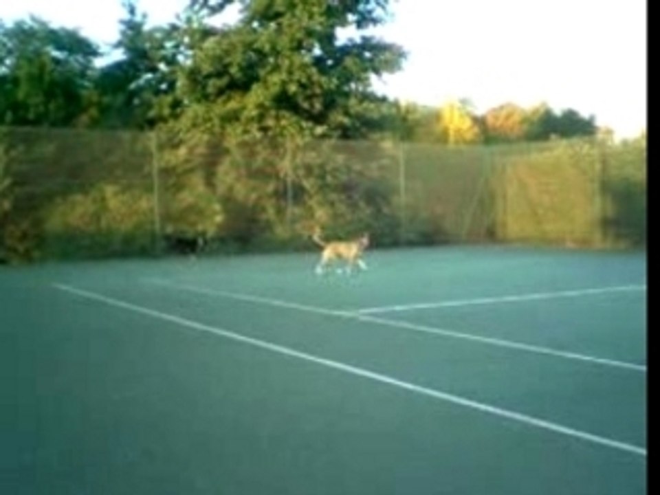 Atilla saut filet 02