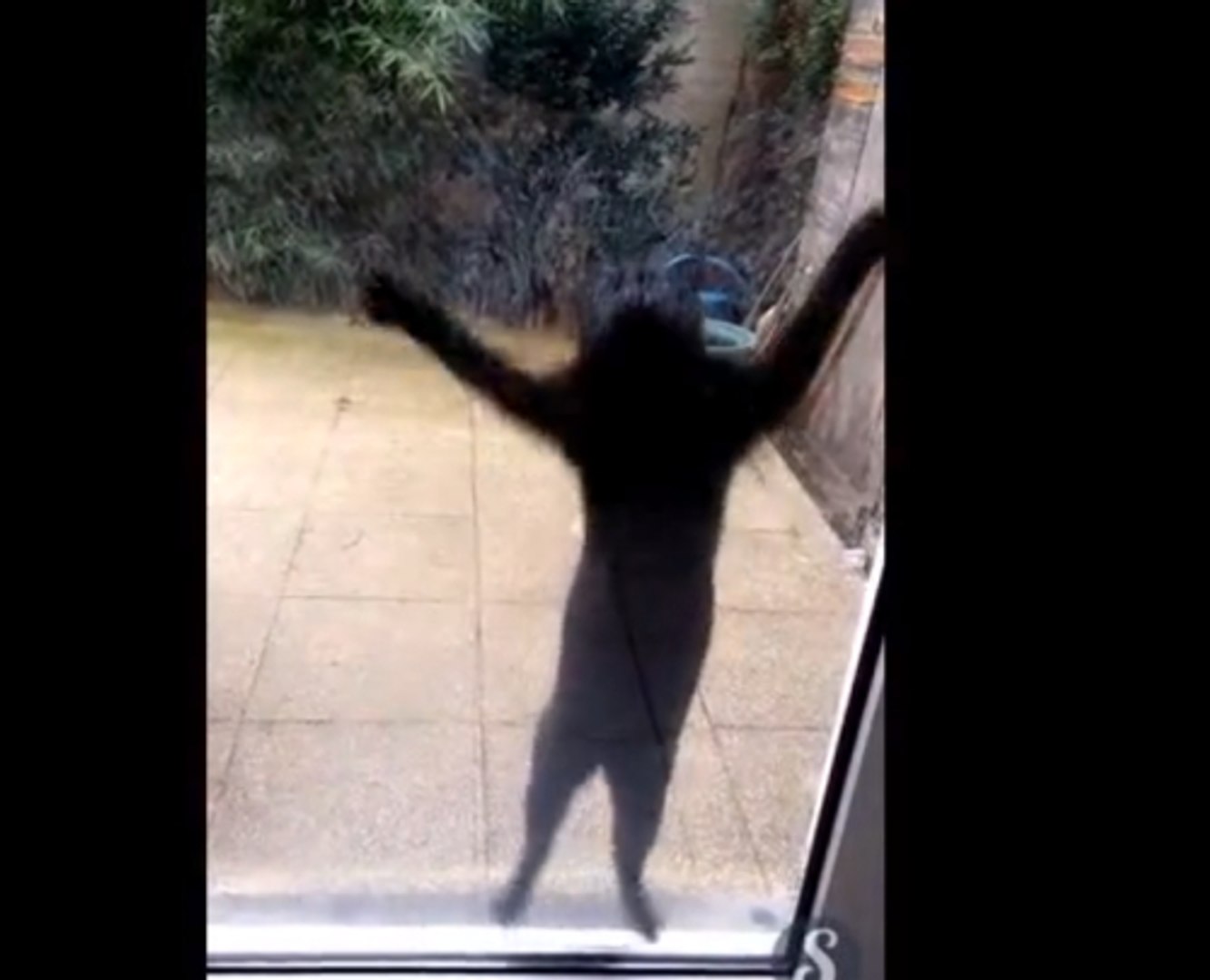 ⁣Dubstep İle Çoşan Kedi