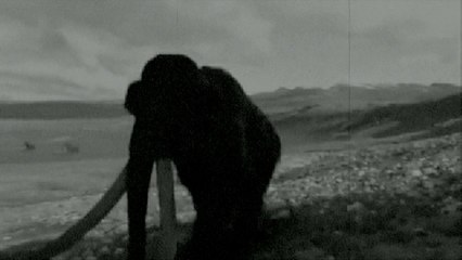 Mammouths vivants filmés en Sibérie !!!