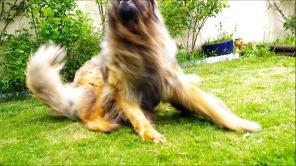 14 mai 2013 - Bacchus et Ossau HD