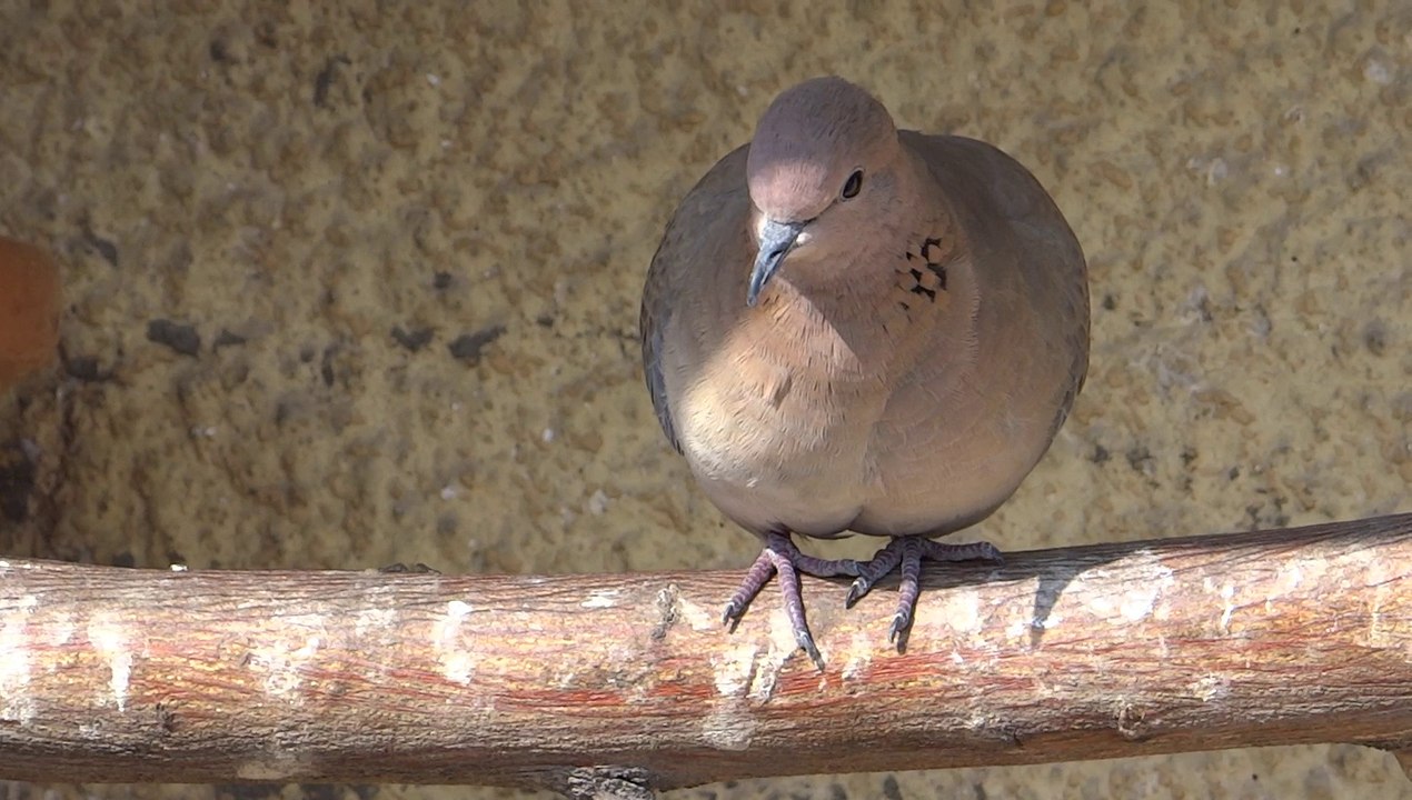 Young bird searching for food and water Lahore 23 Feb 2014 Pakistan