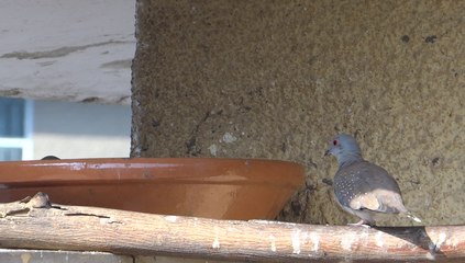 Young bird searching for food and water Lahore 23 Feb 2014 Pakistan