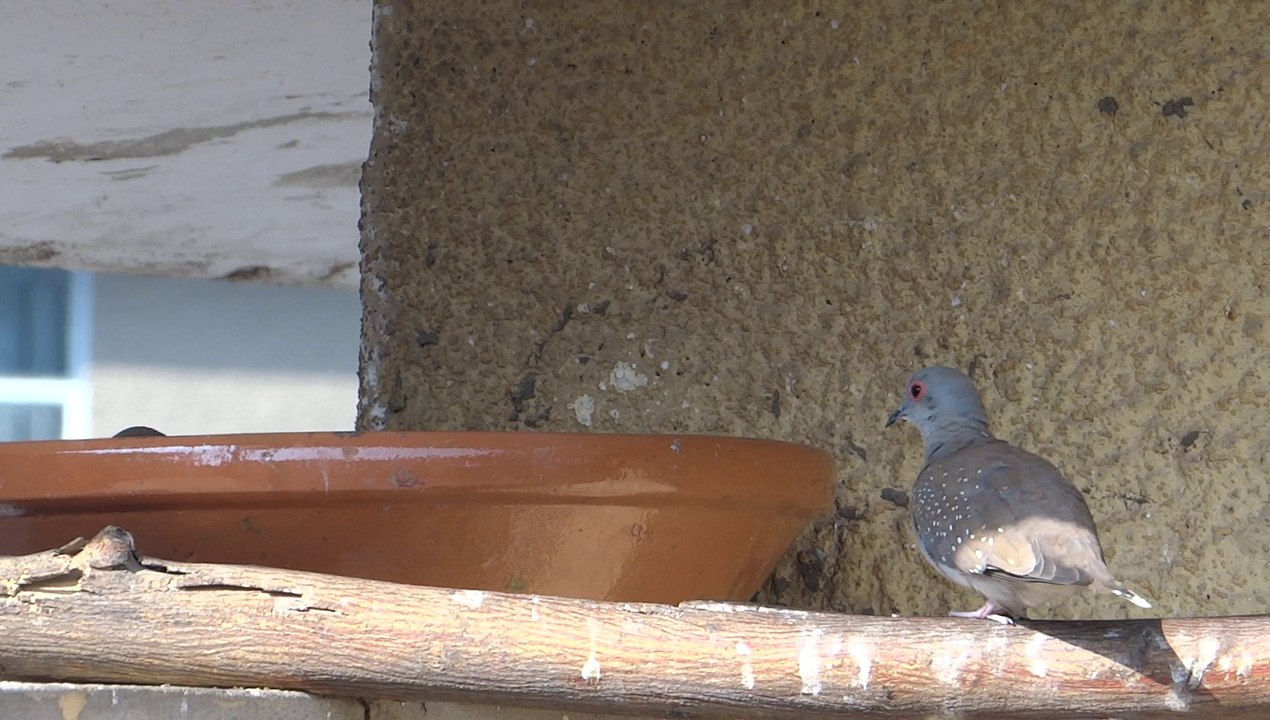 Young bird searching for food and water Lahore 23 Feb 2014 Pakistan