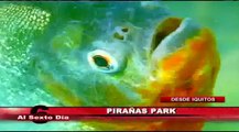 Pirañas park: encuéntrese con estas voraces criaturas en el calor de Iquitos (1/2)