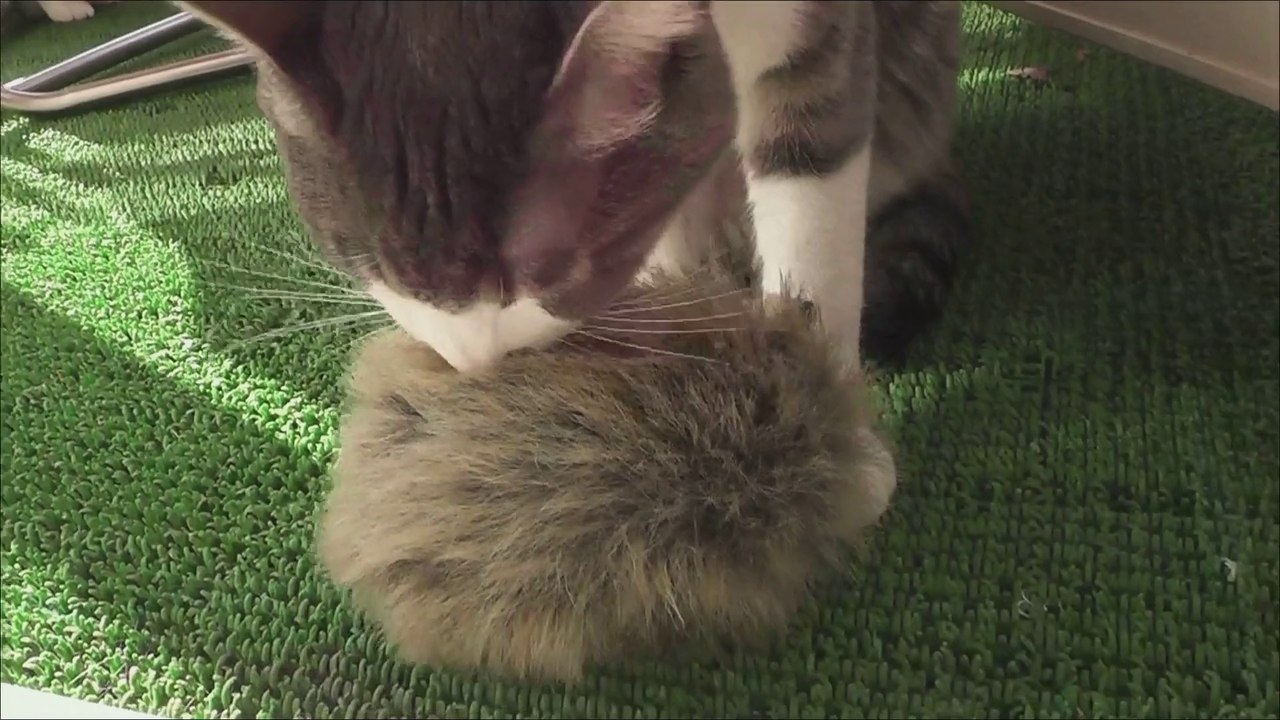 Hana Miomio's Hedgehog,ミオミオのハリネズミ花