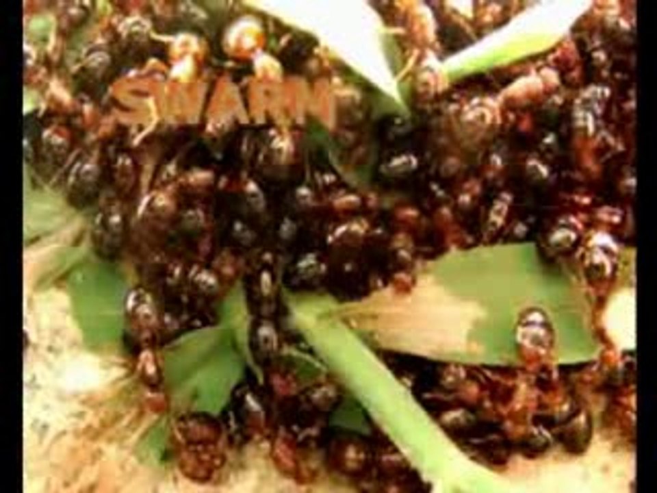 tere rang  rang rang naat best