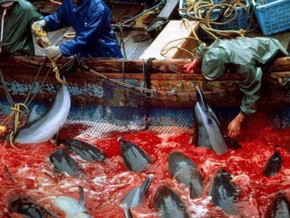 Freedom for dolphins - La liberté pour les dauphins #tweet4taiji