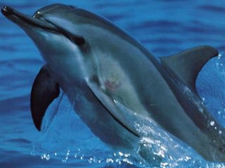 #Shandoarmy Les dauphins doivent rester libre.Dolphins must be free
