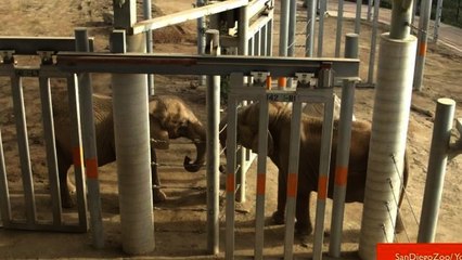 Elephant Meets Another Elephant for First Time in Over 30 Years