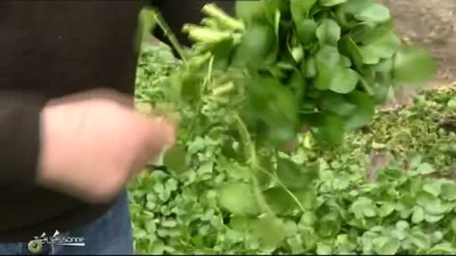 Agriculture : Découverte d'une cressonnière (Essonne)