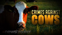 CRIMES AGAINST COWS: Two Men Arrested After Caught on Tape Having Sex with Livestock