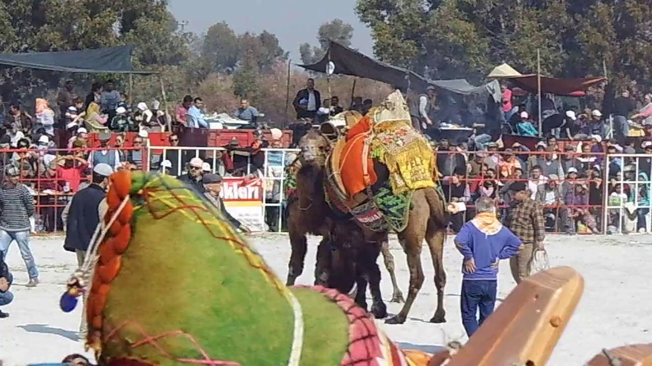 Didim/ Akyeniköy Deve güreşi 23 şubat 2014