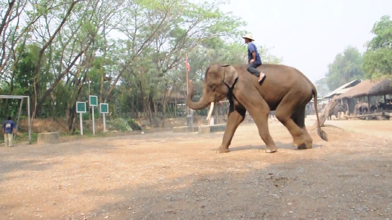 Chiang Mai sanctuaire des éléphants. Dressage des éléphants