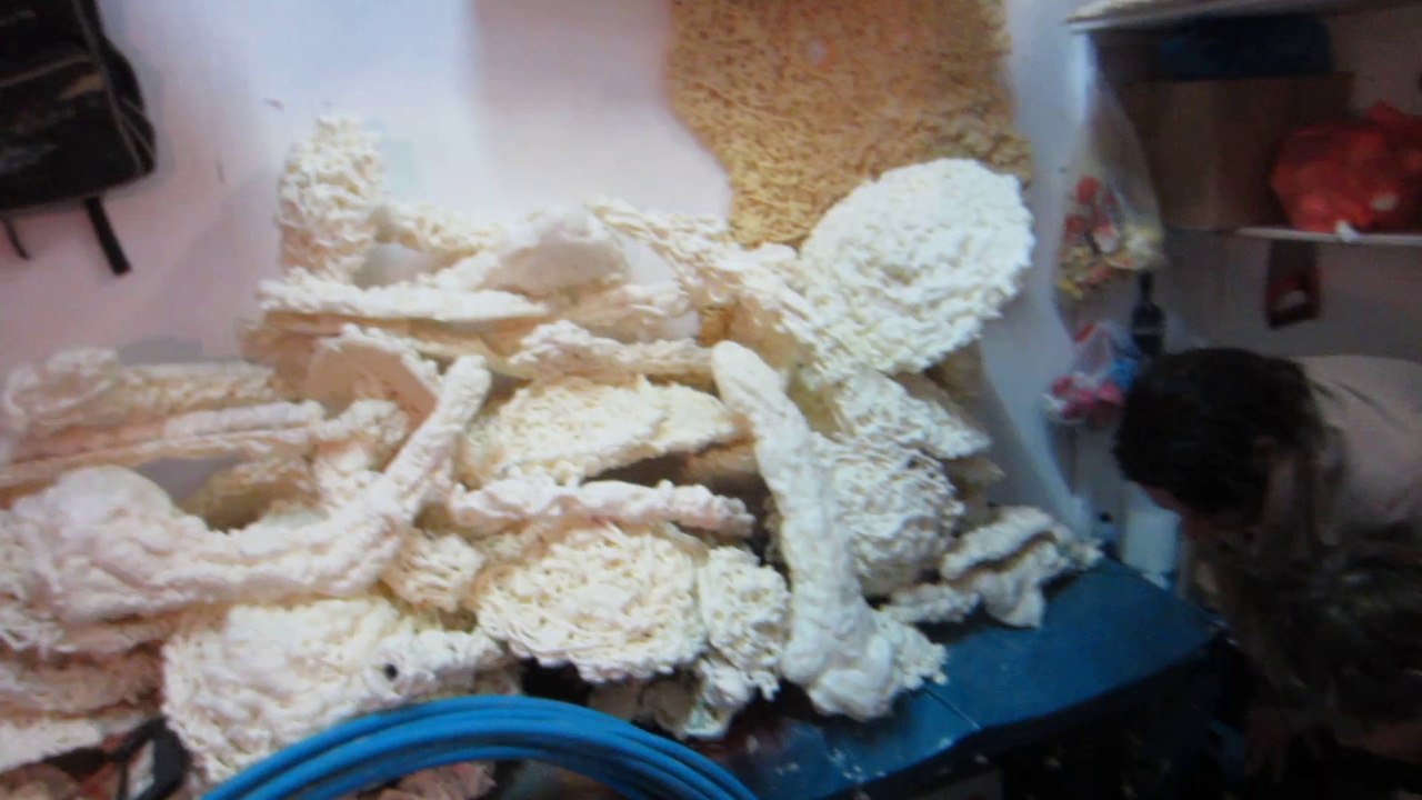 Champi 2