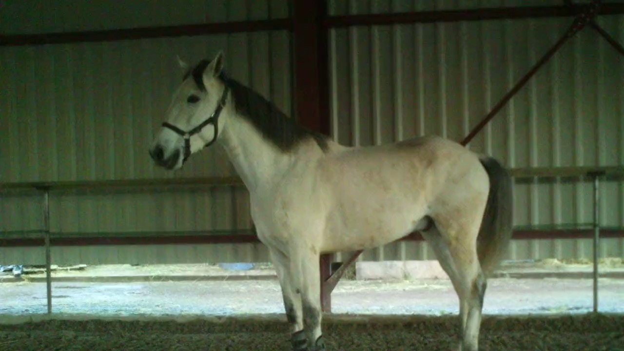 oxer large