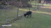 Videos de Risa: Perro meando en una valla eléctrica (tepillao.com)