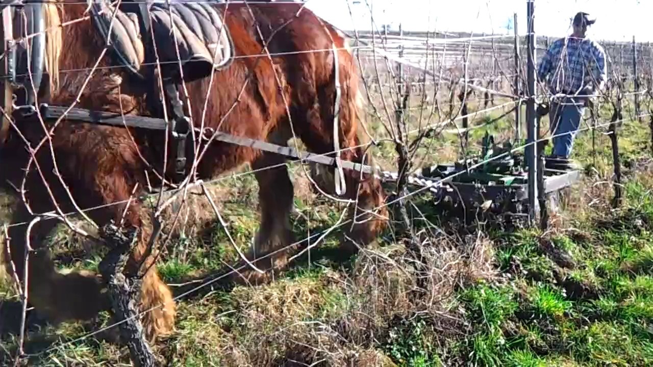 charrue à disque sunngass (2)