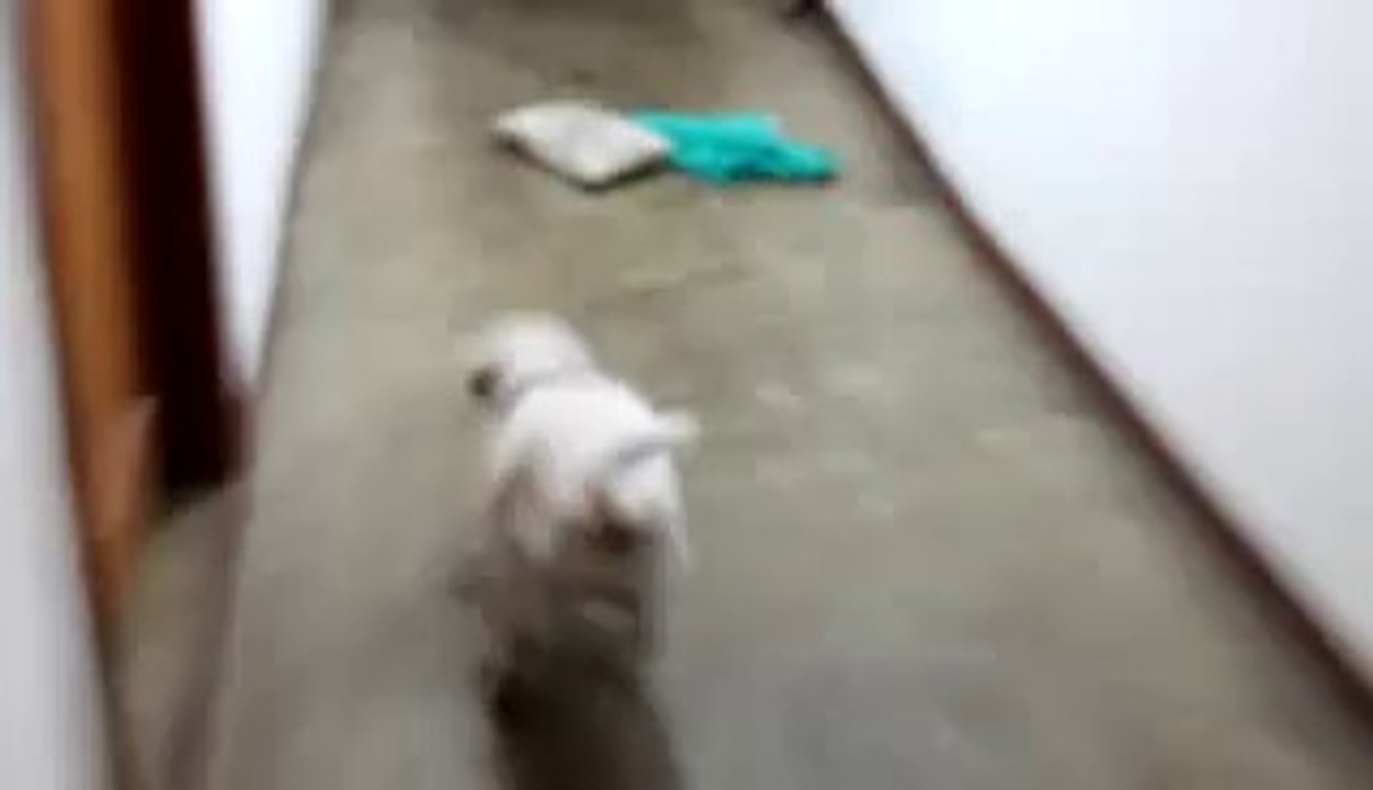 Coco, febrero 2014