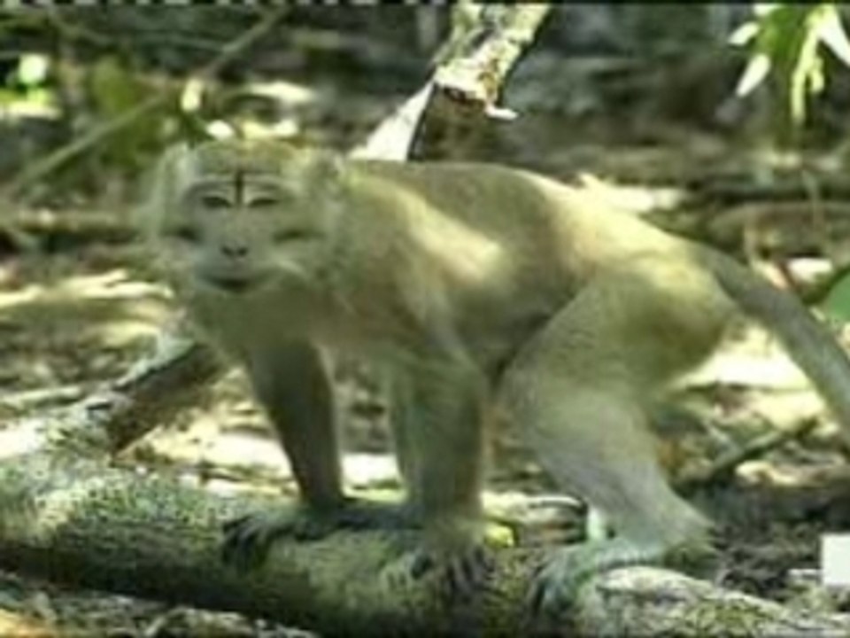 la vie prive des animeaux