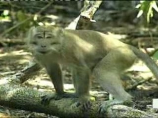 la vie prive des animeaux