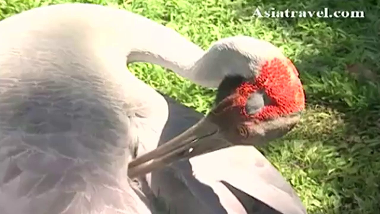 Australia Zoo, Brisbane by Asiatravel.com
