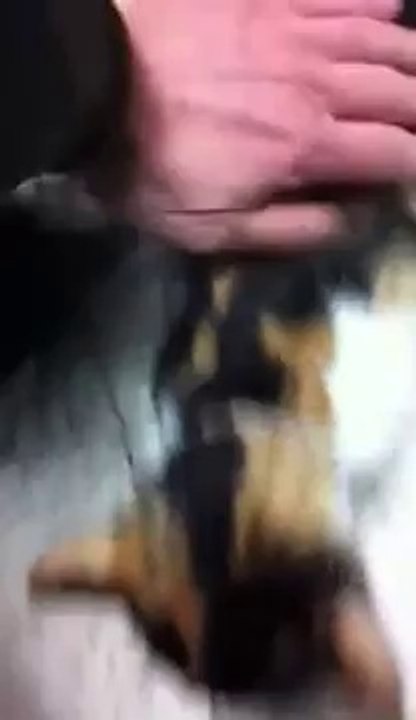 בהמות מאוהבת,...