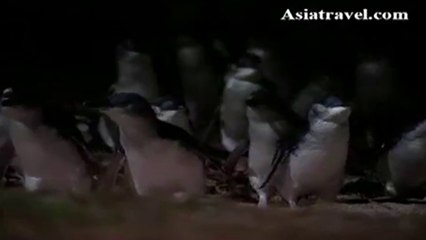 Summerland Bay Penguin Parade Phillip Island, Australia by Asiatravel.com