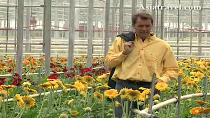 Flowers of Phillip Island, Australia by Asiatravel.com