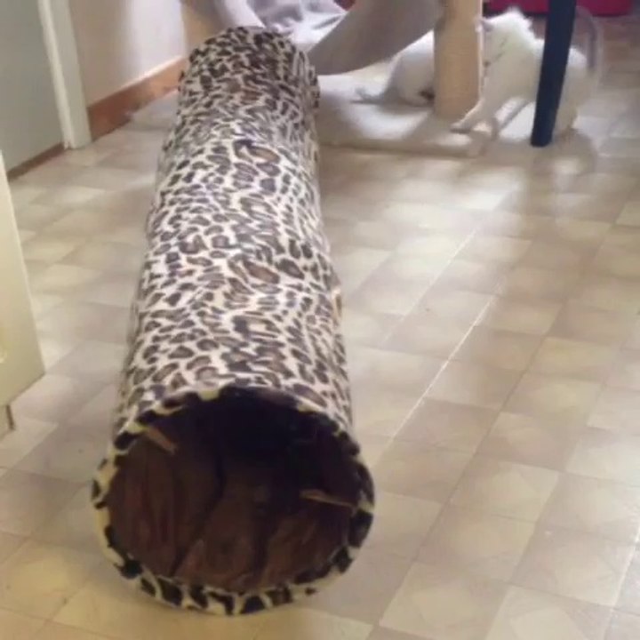 Playtime after breakfast