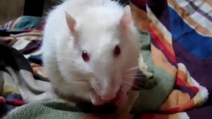 Gaaye Mouse eating Biscuits