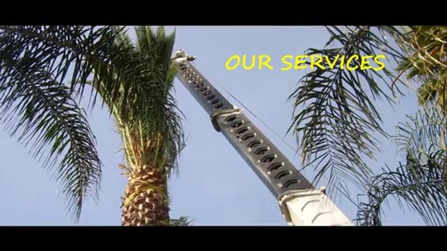 Welcome to Budget Tree Lopping