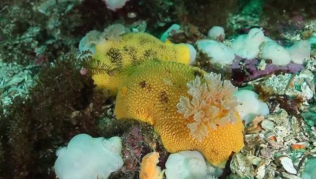 Plongée dans l'incroyable biodiversité de la Colombrie Britannique-2ème partie