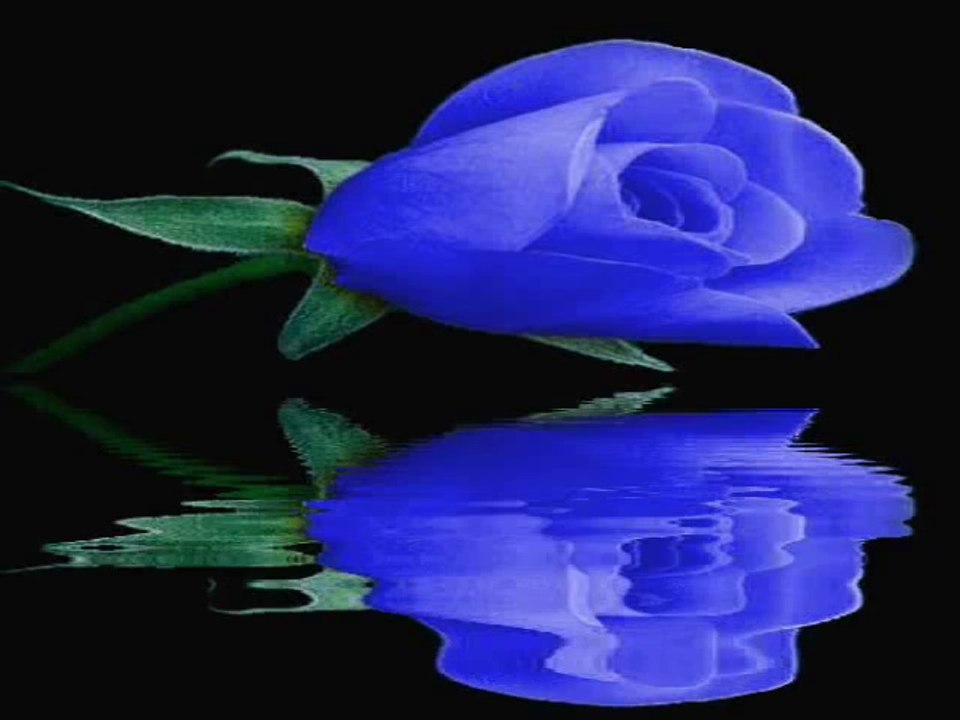 FON MÜZİK - AHU SAĞLAM - GÜLÜMCAN