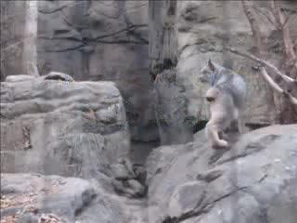 Visite du Biodôme à Montréal