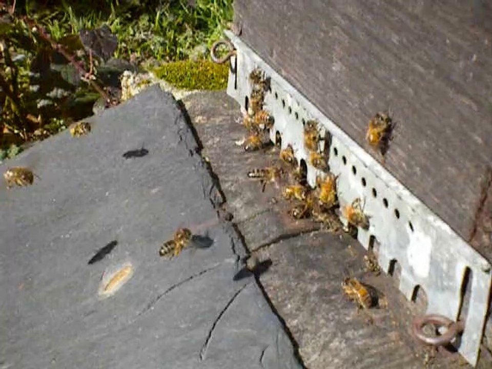 essaim en ruchette 5 cadres  le 23-02-2014