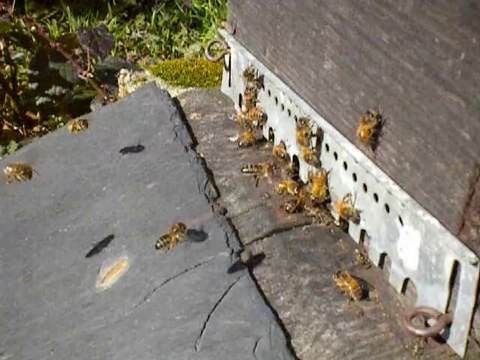 essaim en ruchette 5 cadres le 23-02-2014