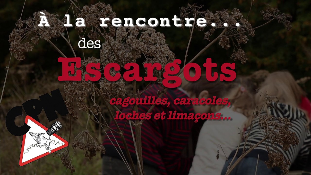 A la rencontre des escargots