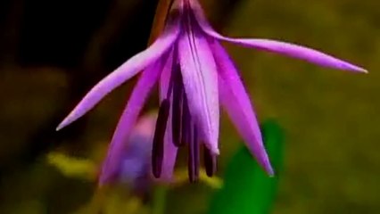 자연의 소리 - 빗소리와 피아노