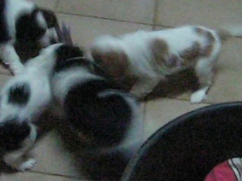 BB cavaliers king charles joue avec folie ! qui auras le dernier mot ? Regarder